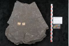 Foto (Objekt + Etikett) von Senftenbergia crenata Lindl. et H. (NHMW-GEO-2024-0188-10946)